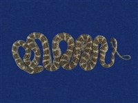 藏品(紅斑蛇)的圖片